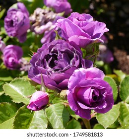 Purple Flowering English Rose Named Minerva