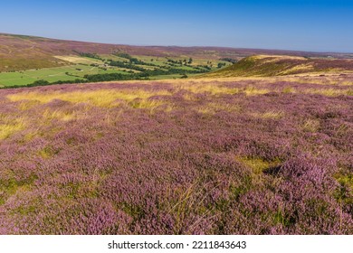 Purple Flowering Heather, Westerdale, North Yorkshire Moors In Late Summer.