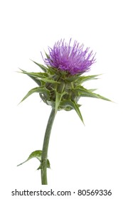 Purple Flowering Milk Thistle On White Background