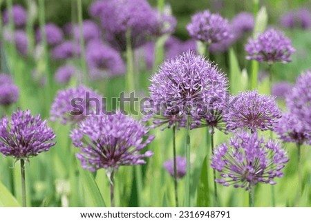 Purple flowering ornamental onions grow in a meadow. The flowers are round and look like balls