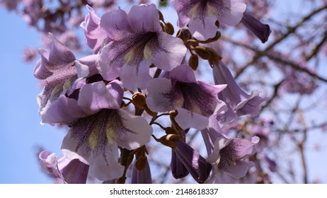 94 Paulownia kawakamii Images, Stock Photos & Vectors | Shutterstock