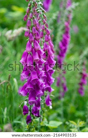 purple flowering plant close up