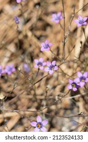 Purple Flowering Terminal Cyme Inflorescences Of Saltugilia Splendens, Polemoniaceae, Native Annual Monoclinous Herb In The San Gabriel Mountains, Transverse Ranges, Summer.