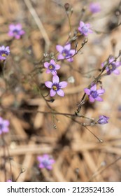 Purple Flowering Terminal Cyme Inflorescences Of Saltugilia Splendens, Polemoniaceae, Native Annual Monoclinous Herb In The San Gabriel Mountains, Transverse Ranges, Summer.