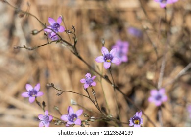 Purple Flowering Terminal Cyme Inflorescences Of Saltugilia Splendens, Polemoniaceae, Native Annual Monoclinous Herb In The San Gabriel Mountains, Transverse Ranges, Summer.