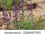 Purple flowering terminal indeterminate raceme inflorescences of Lupinus Truncatus, Fabaceae, native annual monoclinous herb in the Santa Monica Mountains, Transverse Ranges, Winter.