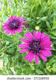 Purple flowers - Shutterstock ID 371100935