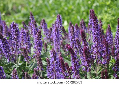 Purple flowers - Shutterstock ID 667282783
