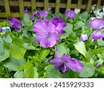 Purple flowers above green leaves of Viola 