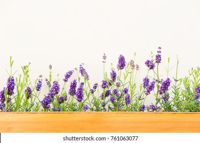 Purple flowers against the beige wall, selective focus. Beautiful flower background - Shutterstock ID 761063077