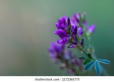 Purple Flowers Of Alfalfa Plant