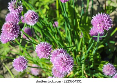 Purple Flowers Of Allium Cepa Onion