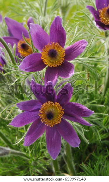 Purple Flowers Alpine Plant Called Pulsatilla Stock Photo Edit Now 659997148