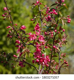 Purple flowers of Apple Malus 'Makowieckiana'. Dark pink blossoms in blurred green bokeh background. Early spring in garden. Abstract floral pattern design. Selective focus. 