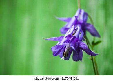 Purple Flowers of the Aquilegia vulgaris is a species of columbine native to Europe also known as European columbine, common columbine, grannys nightcap, and grannys bonnet