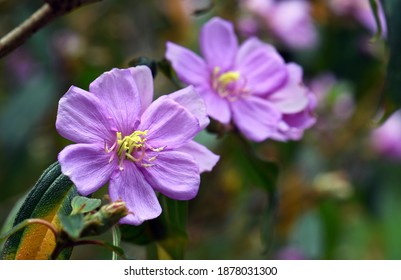 Purple flowers of the Australian native Blue Tongue, Melastoma affine, family Melastomataceae. Also known as native Lasiandra. Produces blue berries which stain the tongue. Bush tucker edible fruit - Shutterstock ID 1878031300