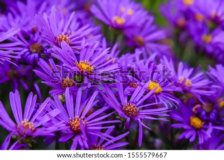 Similar – Image, Stock Photo PURPLE FLOWER Autumn