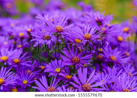 Similar – Image, Stock Photo PURPLE FLOWER Autumn