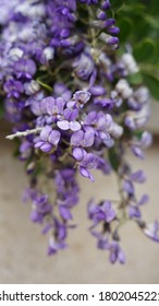 Purple Flowers At Baylor University