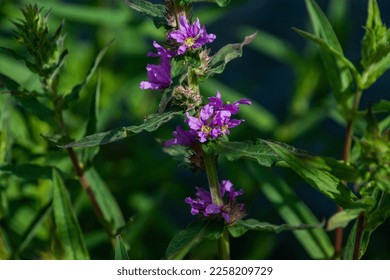 Purple flowers between the green stem and grass which makes them stand out as purple and green contrast. - Shutterstock ID 2258209729