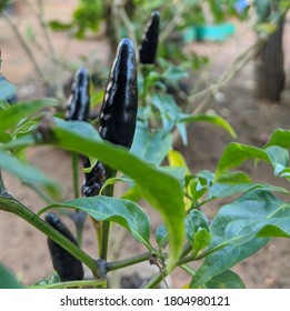 Purple Flowers Of Black Hungarian Chillies ,Plant Of A Royal Black Chillies On Italian Organic Garden In Summer. Black Hungarian Plant , Botanical Family Capsicum Annuum.