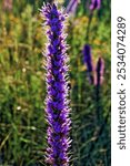 Purple flowers of a Blazing Star wildflower grow in a meadow at LBJ National Grasslands near Decatur, Texas 