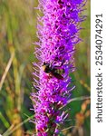 Purple flowers of a Blazing Star wildflower grow in a meadow at LBJ National Grasslands near Decatur, Texas 