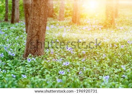 Similar – Foto Bild lila Blumen Umwelt Natur