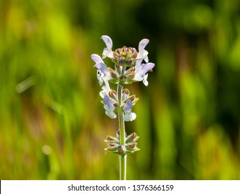 Purple flowers in bloom in spring with green bokeh background - Shutterstock ID 1376366159