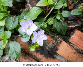 Purple flowers blooming in the morning in the garden - Powered by Shutterstock
