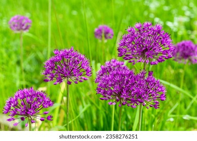 Purple flowers blooming on sunny day, closeup - Powered by Shutterstock