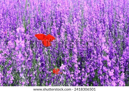 Similar – #A# purple-red Art