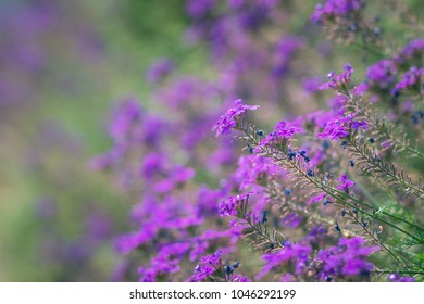 
Purple flowers with blurred background