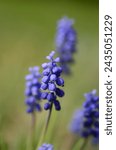  purple flowers with blurry background