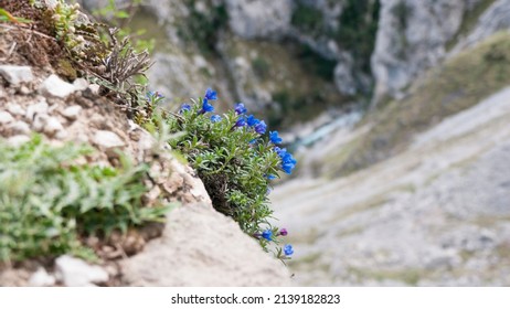 Purple Flowers Bush In A  Rocky Cliffhanger