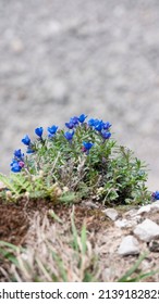 Purple Flowers Bush In A  Rocky Cliffhanger