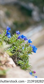 Purple Flowers Bush In A  Rocky Cliffhanger