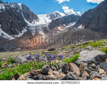 Purple flowers bushes on the background of big glacier  and snow high mountains. Sunny mountain background with flowers.