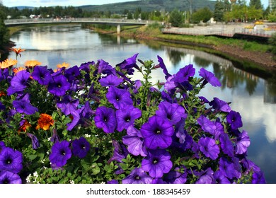 Purple Flowers With Chena River In Background