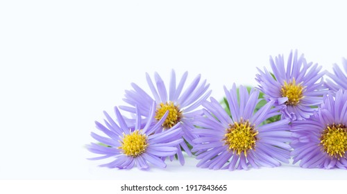 のぎく の画像 写真素材 ベクター画像 Shutterstock