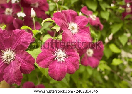 Purple flowers of Clematis viticella in the garden. Summer and spring time.