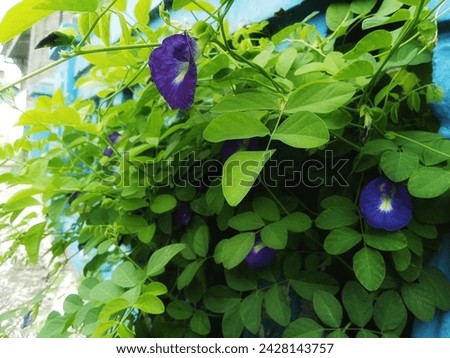 Purple  flowers( clitorea ternatea)  have many benefits and can be used as herbal medicine 