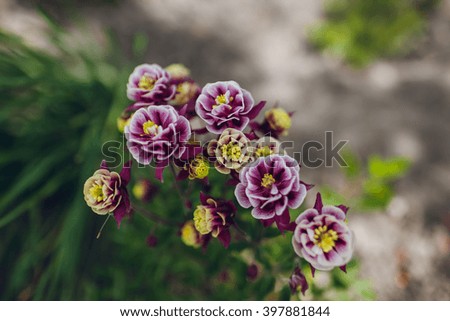 Purple flowers close up