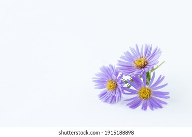 野菊 の画像 写真素材 ベクター画像 Shutterstock