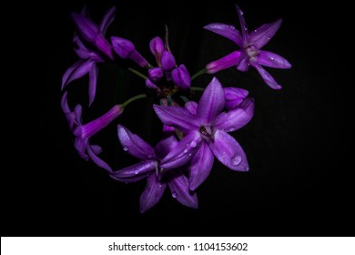 Purple Flowers In The Dark