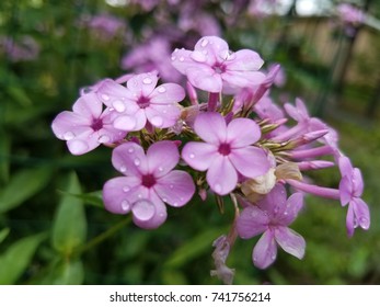 Purple Flowers With Dew. Rhinebeck, NY.