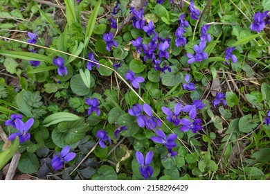 Purple Flowers Of Dog Violets In March