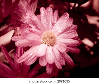 Purple flowers with drops. Computer modified photo to make flower fairy beautiful.