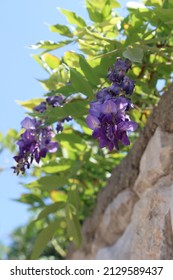 Purple Flowers In Dubrovnik, Croatia