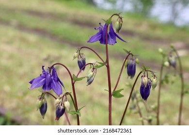 Purple flowers of European columbine, aka common columbine, granny's nightcap, or granny's bonnet. Blurred background